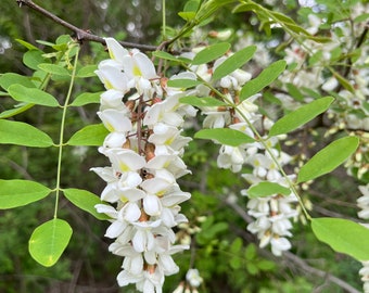 Black Locust Tree 15 UNROOTED Cuttings | Free Shipping