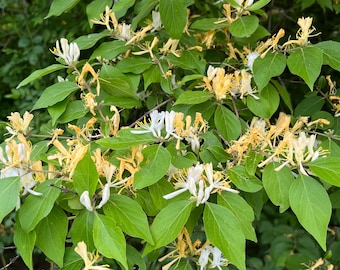 15 UNROOTED Honeysuckle Cuttings (L. fragrantissima)