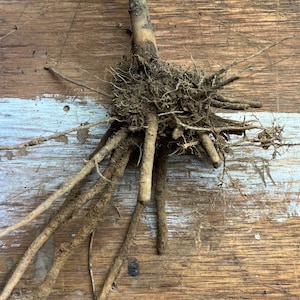 May include: Close-up of a plant's root system, showcasing a cluster of fine, earthy roots extending from a central stem. The roots are covered in soil, with several long, thick roots branching out. The background is a weathered wooden surface.