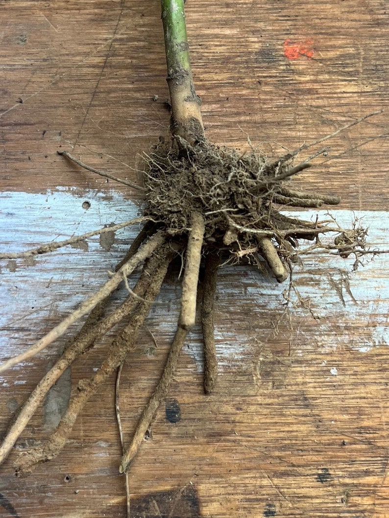 May include: Close-up of a plant's root system, showcasing a cluster of fine, earthy roots extending from a central stem. The roots are covered in soil, with several long, thick roots branching out. The background is a weathered wooden surface.