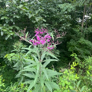 May include: A tall green plant with long, pointed leaves and a cluster of small, vibrant purple flowers at the top. The plant is surrounded by other green foliage and trees, creating a natural, outdoor scene.