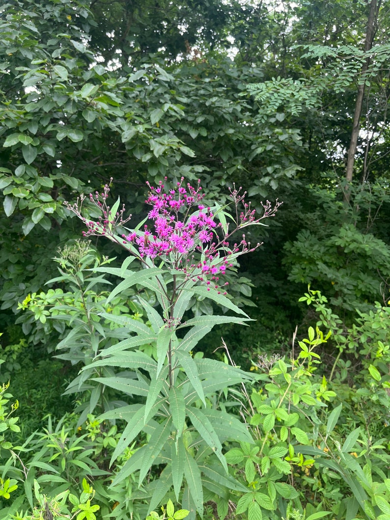 May include: A tall green plant with long, pointed leaves and a cluster of small, vibrant purple flowers at the top. The plant is surrounded by other green foliage and trees, creating a natural, outdoor scene.