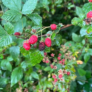May include: Close-up of a blackberry bush with ripe red and black berries. The berries are growing on a green stem with green leaves.