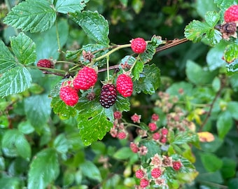 5 LIVE BARE ROOT Wild Blackberries (Pack of 5)