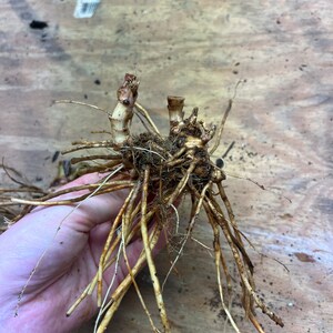 May include: A close-up of a plant root system, featuring a cluster of beige and brown roots. The roots are held in a hand, showcasing their intricate structure. The plant's stems are visible, with a few cut ends. The background is a wooden surface.