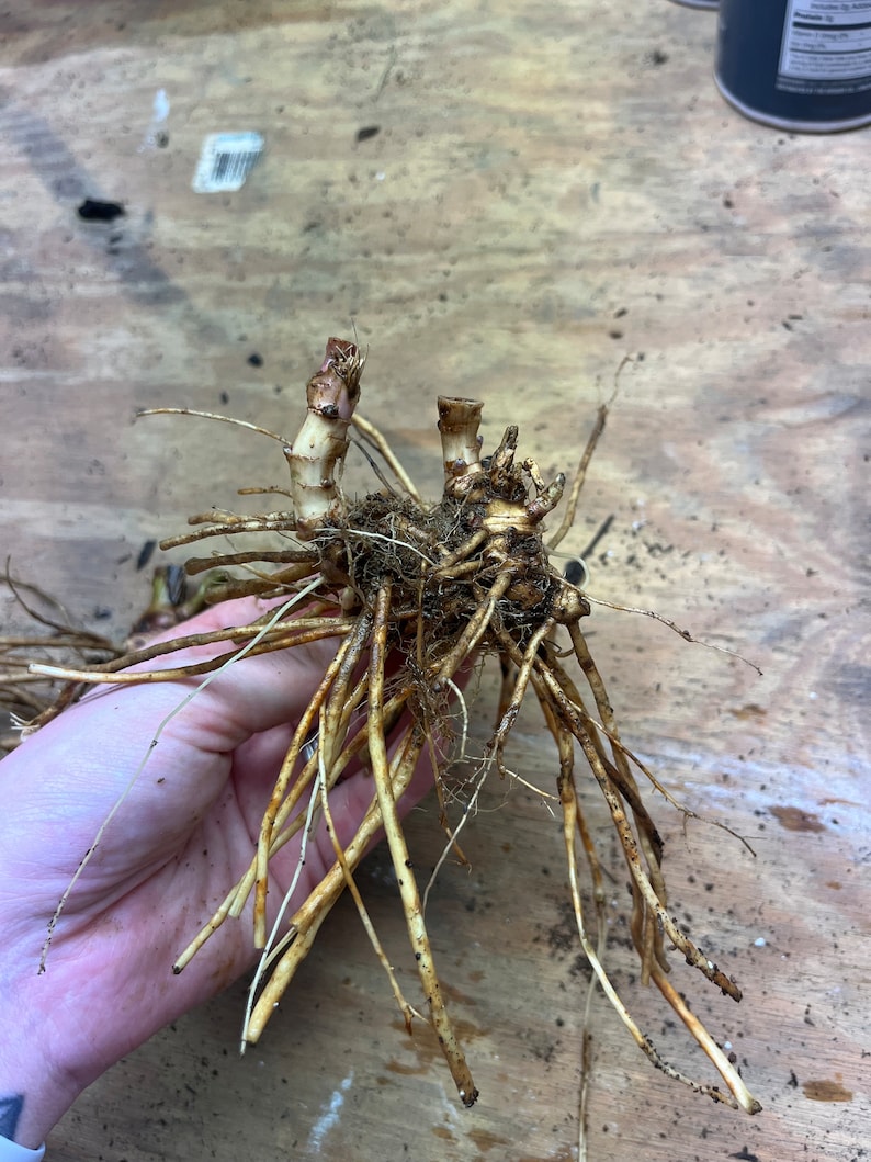 May include: A close-up of a plant root system, featuring a cluster of beige and brown roots. The roots are held in a hand, showcasing their intricate structure. The plant's stems are visible, with a few cut ends. The background is a wooden surface.
