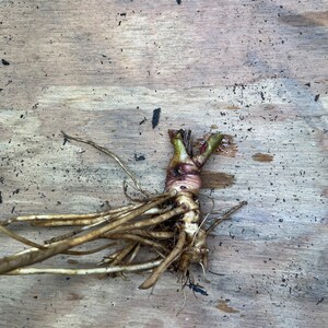 May include: A close-up of a plant root system with a bulbous, reddish-brown base and numerous thin, light brown roots. The plant's stem is visible, with a few green shoots. The background is a light brown wooden surface.