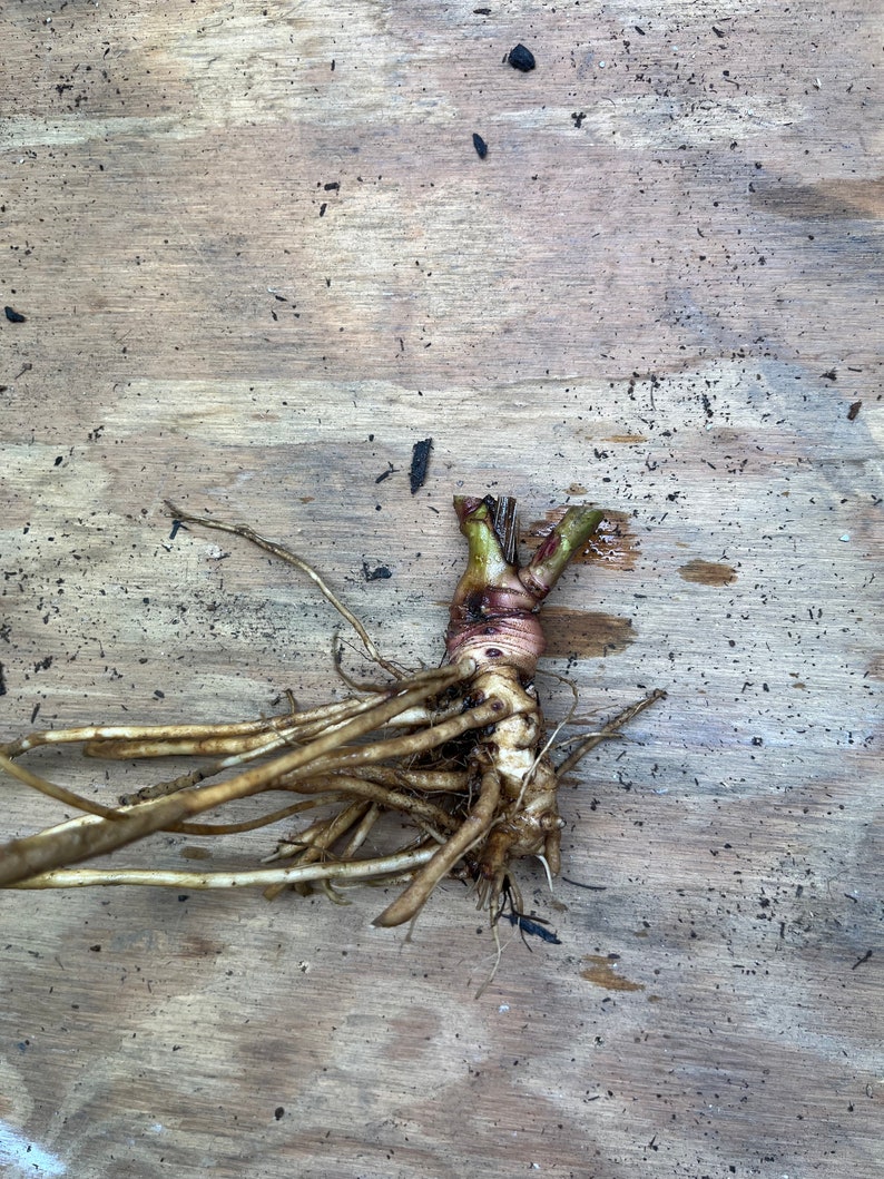 May include: A close-up of a plant root system with a bulbous, reddish-brown base and numerous thin, light brown roots. The plant's stem is visible, with a few green shoots. The background is a light brown wooden surface.