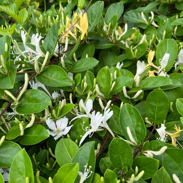 15 UNROOTED Japanese Honeysuckle Cuttings (Lonicera Japonica)