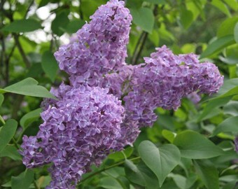 2 YEAR OLD LIVE Lilac Bush/Shrubs 18-24 inches tall (Pack of 2)