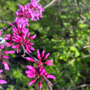 Red Bud Tree 15 UNROOTED Cuttings | Free Shipping