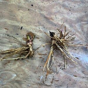 May include: Two bare root plants with long, thin, light brown roots are displayed against a wooden surface. The plants have a bulbous base and a few small, green shoots. The roots are spread out, and the overall color palette is earthy.