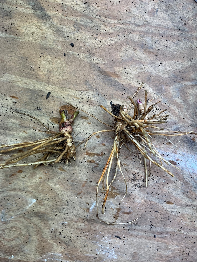 May include: Two bare root plants with long, thin, light brown roots are displayed against a wooden surface. The plants have a bulbous base and a few small, green shoots. The roots are spread out, and the overall color palette is earthy.