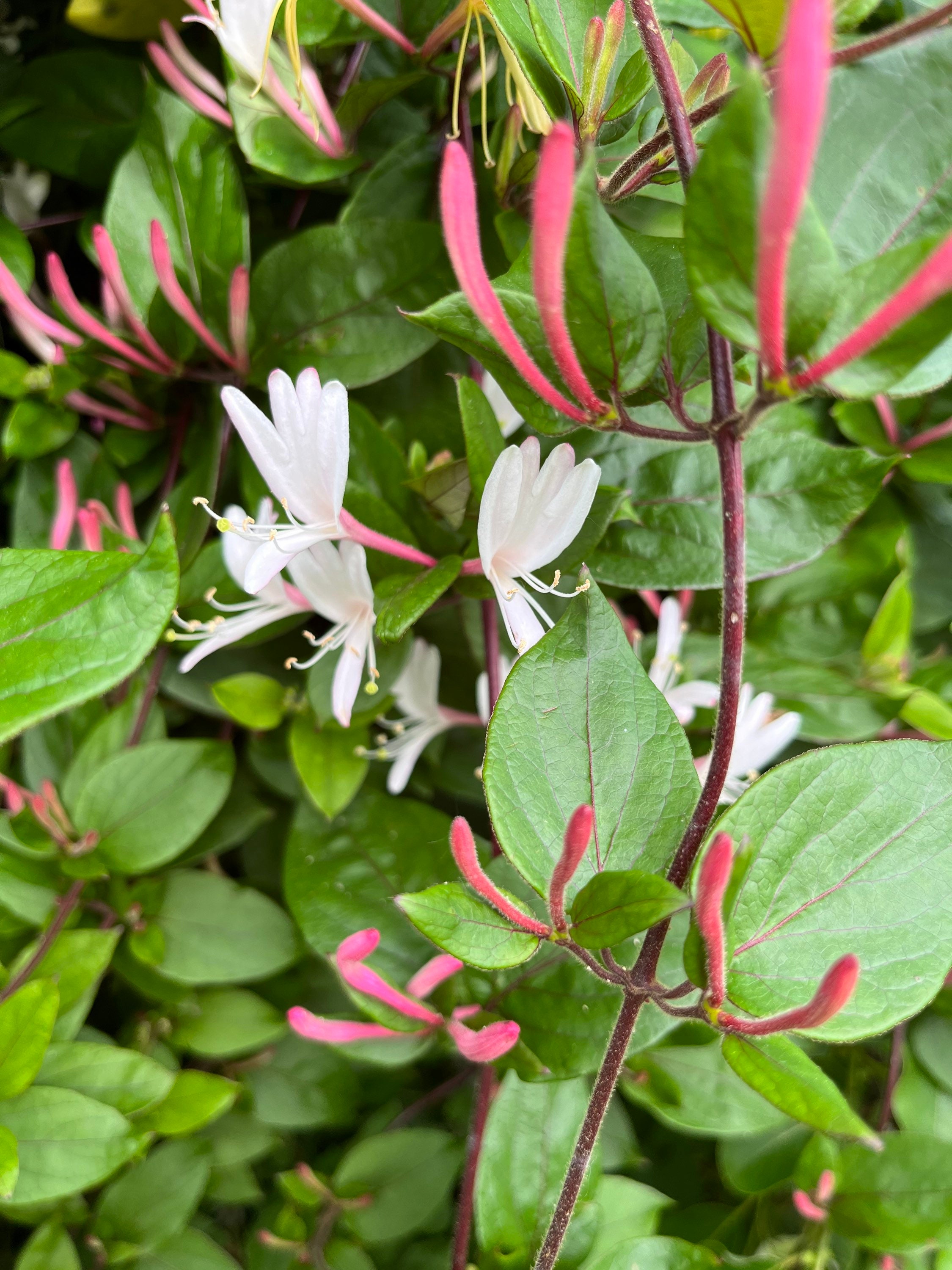 10 UNROOTED Pink Honeysuckle Cuttings lonicera Caprifolium Etsy