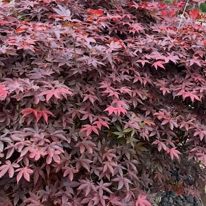 Japanese Maple Tree 10 Unrooted Cuttings | Free Shipping