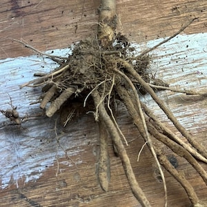 May include: Close-up of a plant's root system, showcasing a network of brown roots extending from a central stem. The roots vary in thickness and length, with some finer, hair-like roots visible. The background is a weathered wooden surface.