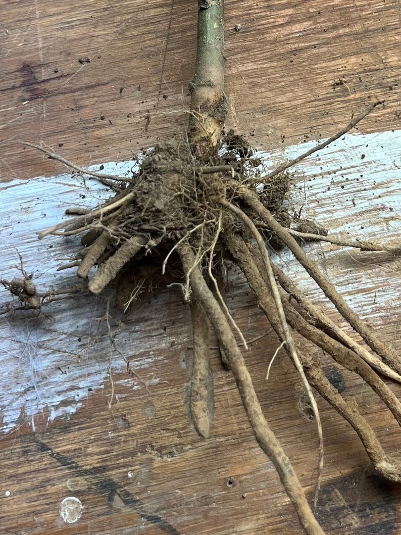 May include: Close-up of a plant's root system, showcasing a network of brown roots extending from a central stem. The roots vary in thickness and length, with some finer, hair-like roots visible. The background is a weathered wooden surface.