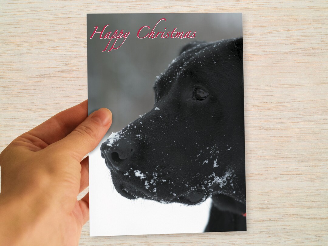 Black Labrador Christmas Cards & Packs Black Labrador in the Snow Black