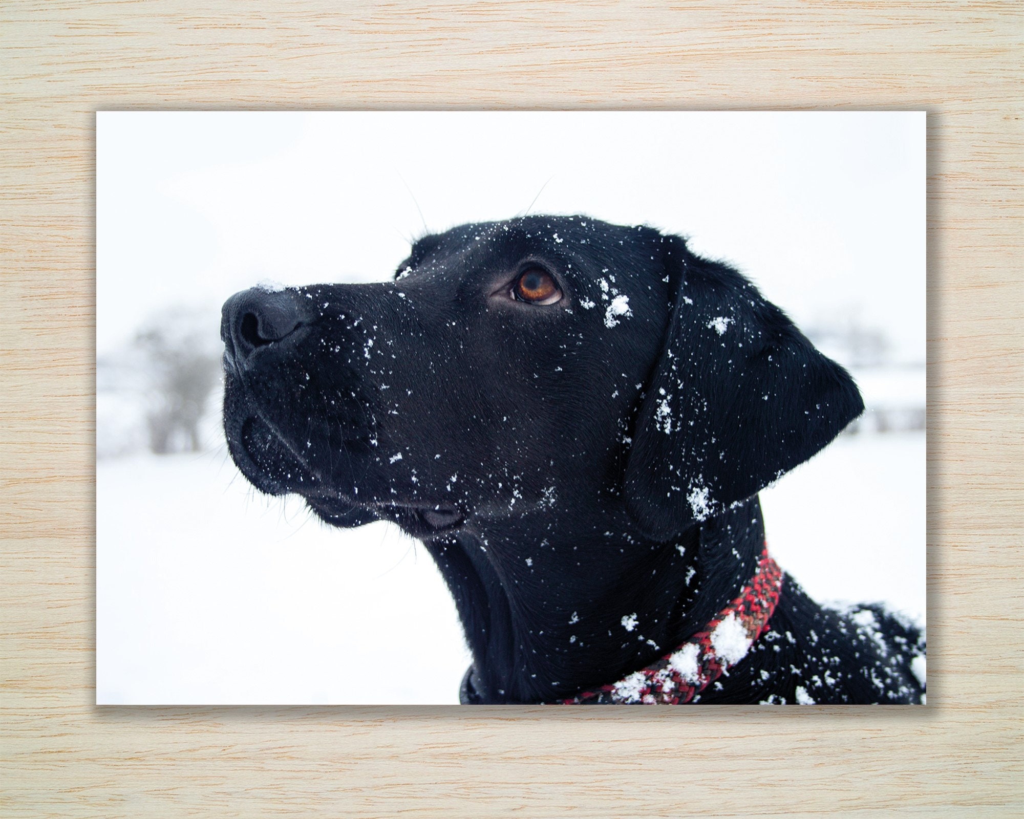 Black Labrador Christmas Cards & Packs Young Black Labrador Dog in the