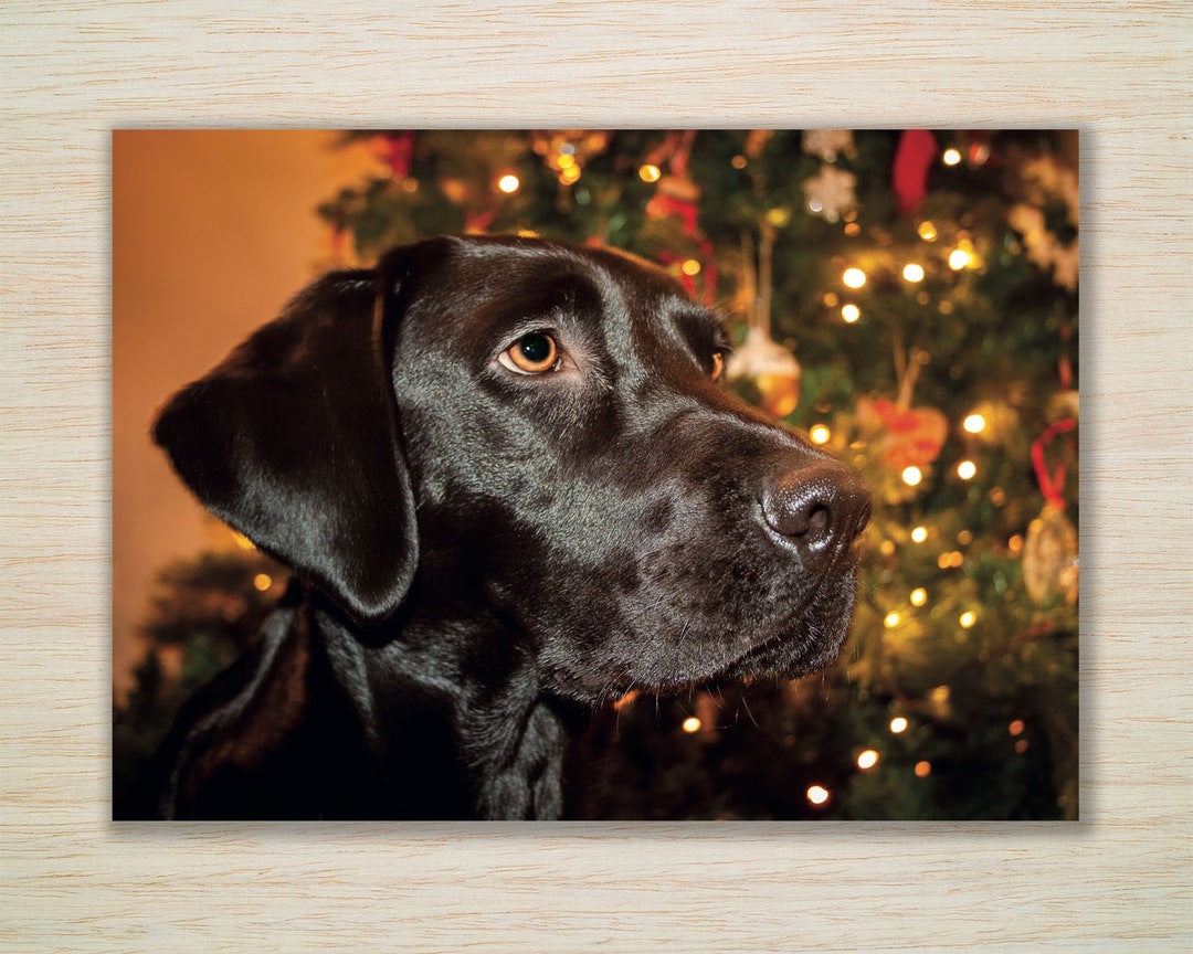 Black Labrador Christmas Cards & Packs Young Black Labrador Etsy