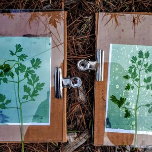 Cyanotype Solution