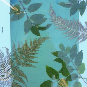 May include: A botanical artwork with pressed leaves and ferns on a teal background. The leaves are various shades of green and brown, encased in a clear frame secured by metal clips. The artwork is displayed outdoors.