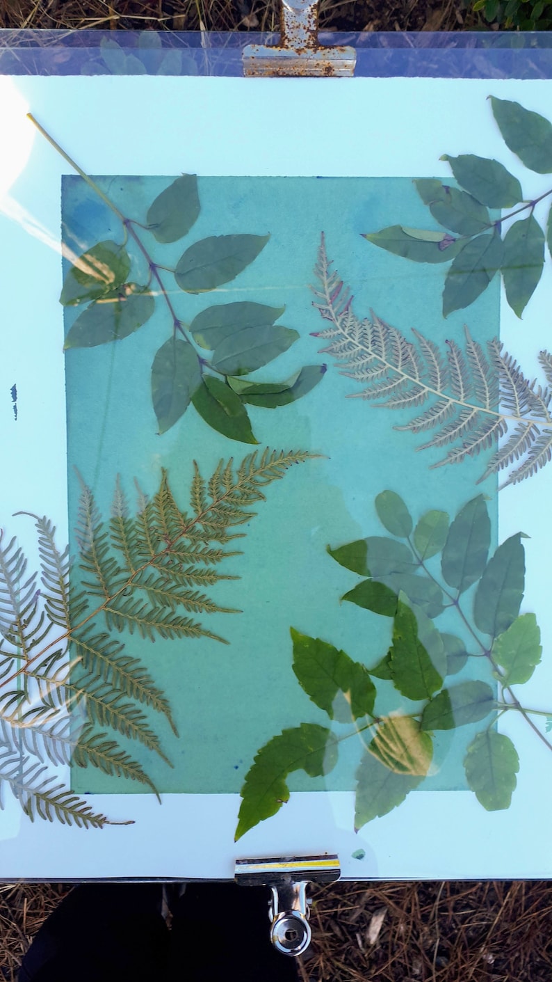May include: A botanical artwork with pressed leaves and ferns on a teal background. The leaves are various shades of green and brown, encased in a clear frame secured by metal clips. The artwork is displayed outdoors.