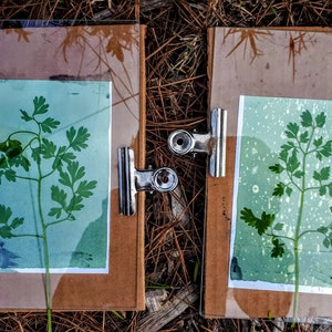 Cyanotype Solution