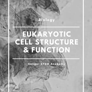 Eukaryotic Cell Structure & Function