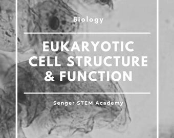 Eukaryotic Cell Structure & Function