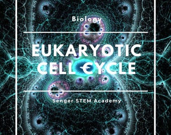Eukaryotic Cell Cycle