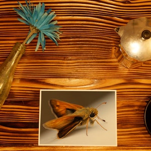 A Monarch By Any Other Name - 5&quot;x7&quot; Photo Greeting Card