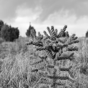 Cholla Cactus