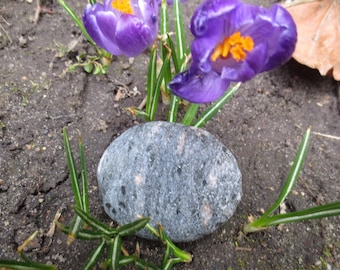 May include: A close-up of a gray and white speckled stone with a purple crocus flower in the background.