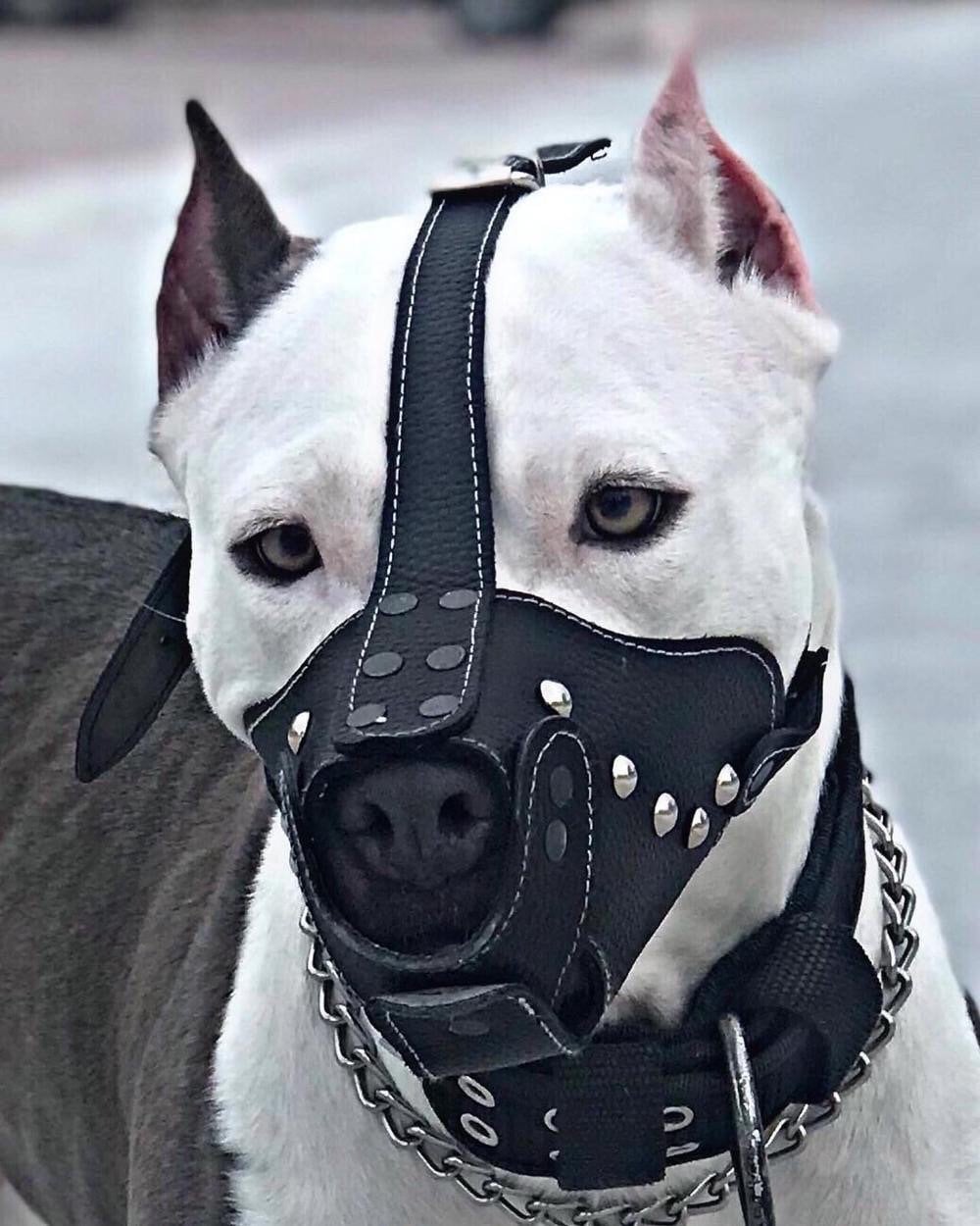fancy dog muzzles
