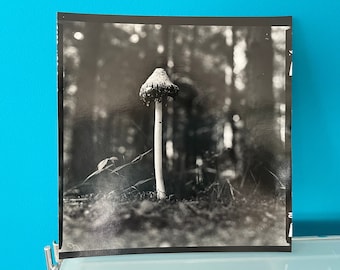 Impresión fotográfica en blanco y negro hecha a mano de un hongo en el bosque.
