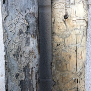 May include: Two weathered wooden posts with intricate patterns of insect damage. The posts are light brown and gray, with a rough texture.