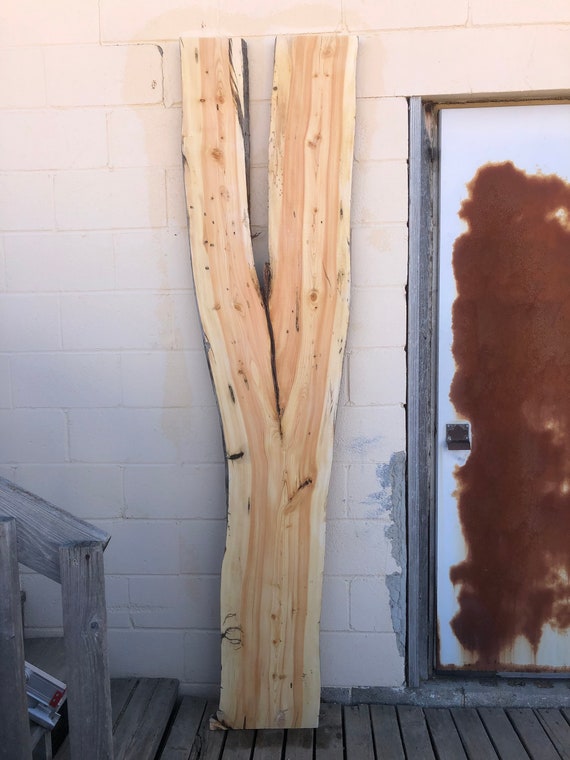 Long Forked Live Edge Slab, Crotch With Long Arms, Slabbed Sliced Tree, Limbs of Lumber, Dry, Splitting Piece, Diverging, Turns into two