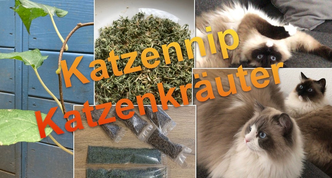 Katzennip Katzenkräuter Abgepackt Katzengamander Matatabi Etsy