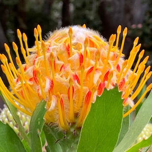 Pincushion Flower Orange