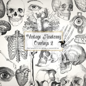Antique Anatomy Overlays 2, vintage skeleton and anatomical clip art graphics and illustrations PNG format instant download commercial use