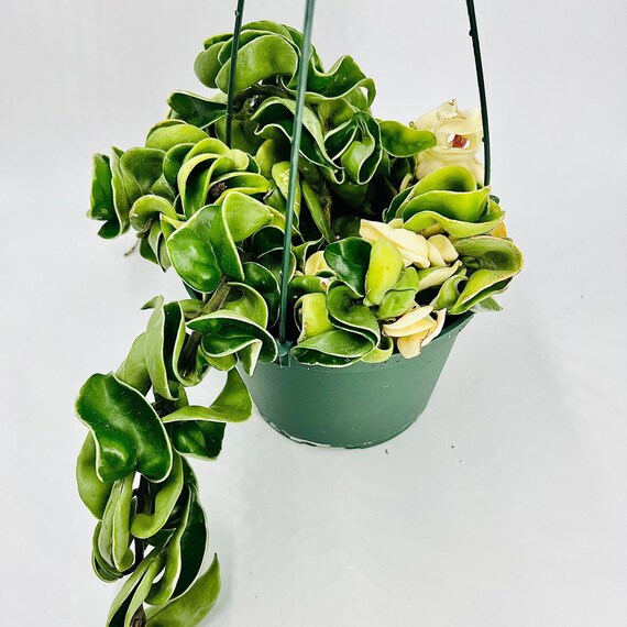 Full Variegated Hindu Hoya Rope Plant Hoya Carnosa Compacta Etsy