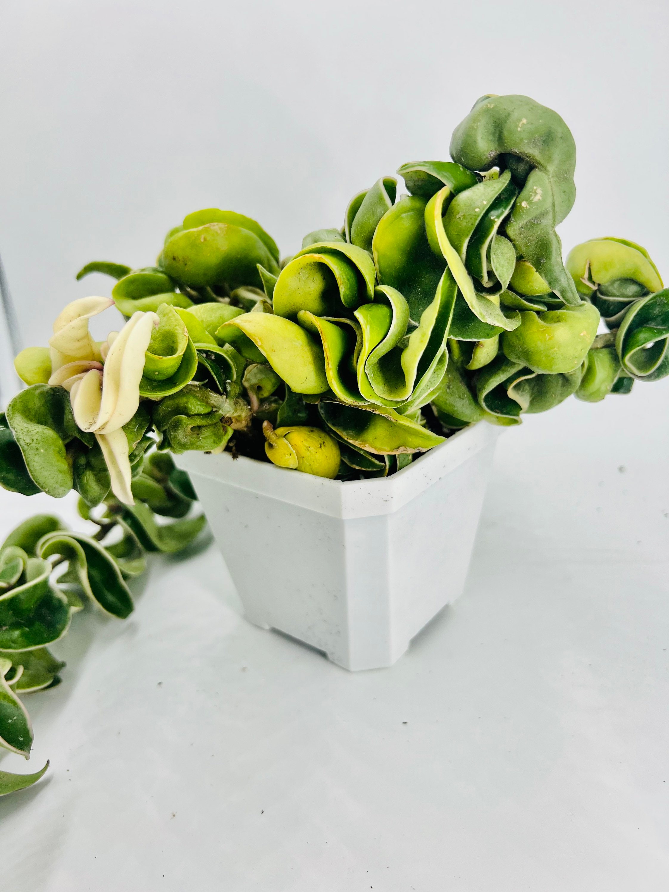 Full Variegated Hindu Hoya Rope Plant Hoya Carnosa Compacta Etsy