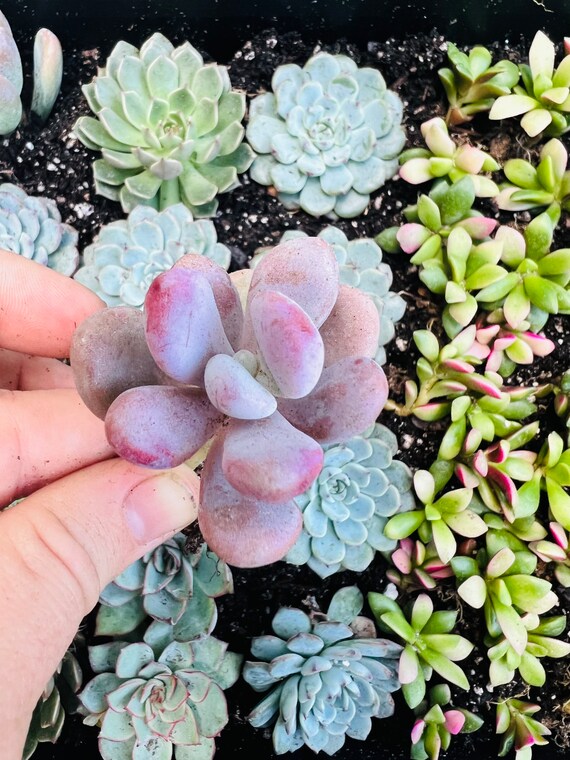 Echeveria Gorgon's Grotto from my personal collection. So