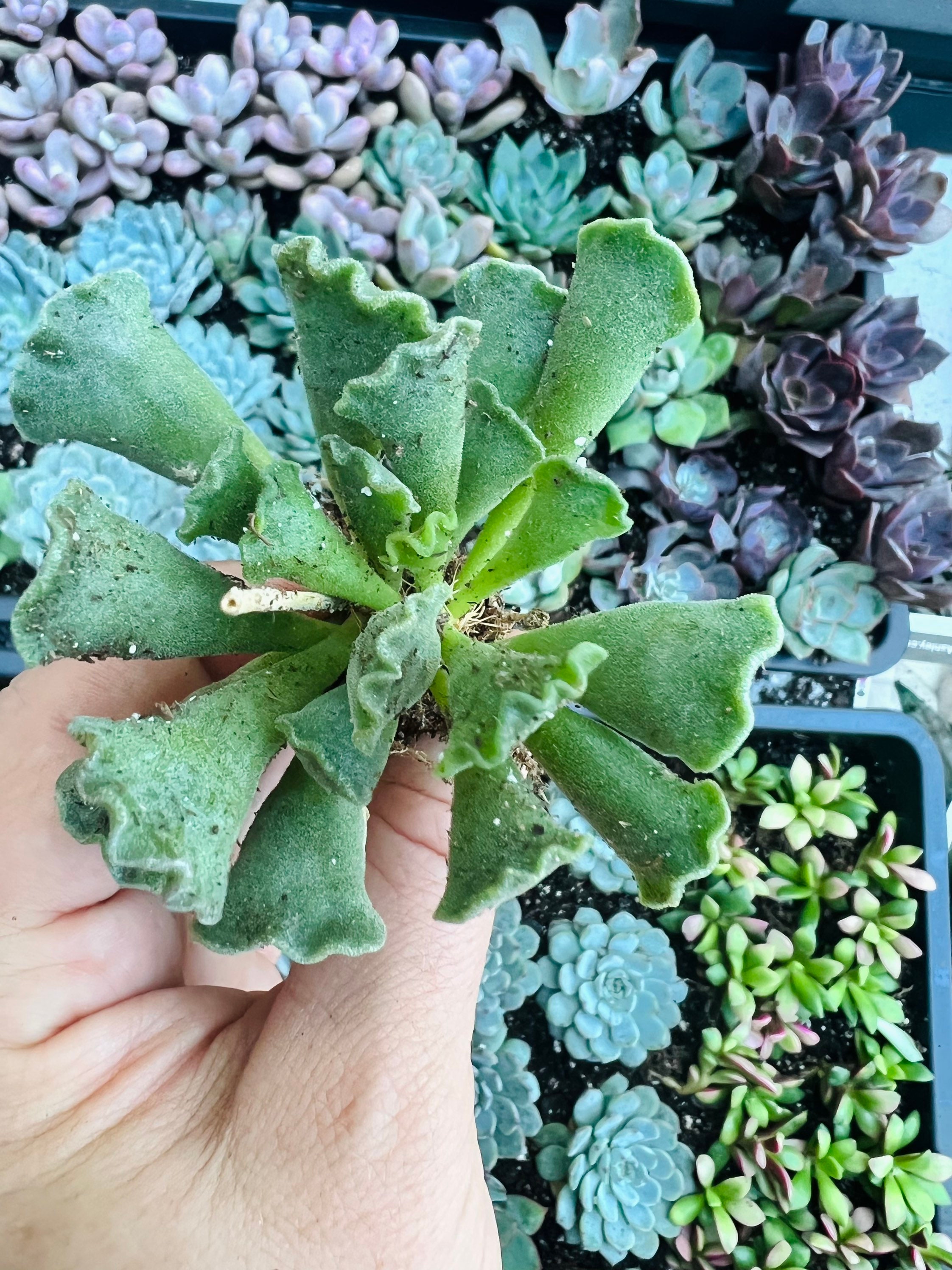 Echeveria Gorgon's Grotto from my personal collection. So