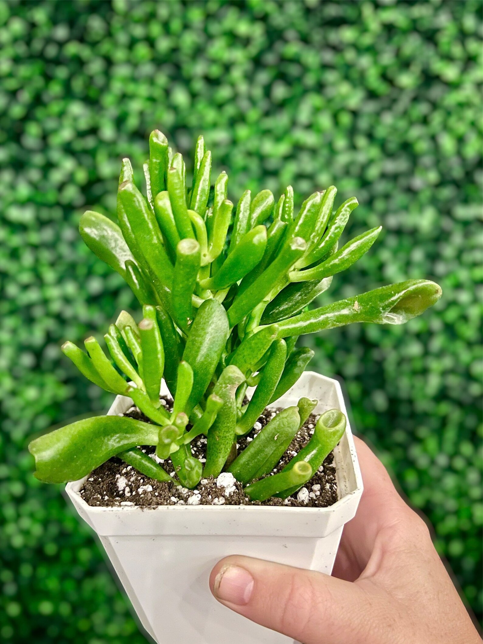 Crassula Lady Fingers Succulent Live Rooted Plant Etsy