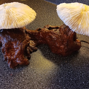 May include: Two white coral mushroom lamps mounted on a dark brown driftwood base. The lamps are wired and have a cord.