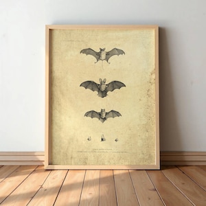 Vintage Bat Drawing - Gothic Halloween Wall Art Print #S44