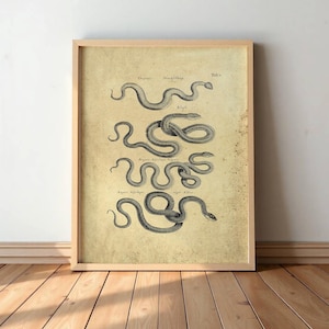 Vintage Snake Art - Gothic Wall Decor, Dark Academia Aesthetic Print, Occult Vintage Drawing #S43