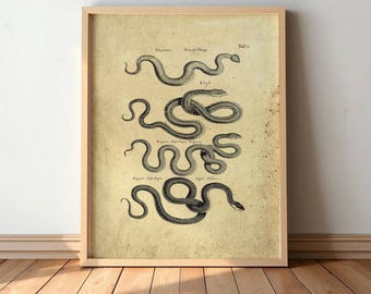 Vintage Snake Art - Gothic Wall Decor, Dark Academia Aesthetic Print, Occult Vintage Drawing #S43